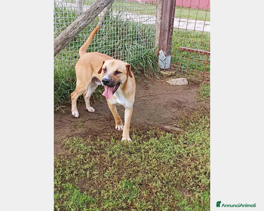 Meticcio cani in regalo: Calogero, derivato labrador in canile a Latina - Annuncio 3