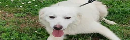 Meticcio cani in regalo: DANTE HA BISOGNO DI UNA CASA E TANTO AMORE - Annuncio 3