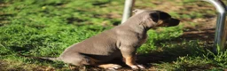 Pitbull cani in vendita: Pit Bull con pedigree anche a rate  - Annuncio 20