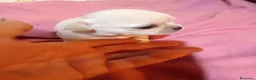 Chihuahua cani in vendita: Chihuahua con genealogia campioni internazionali  - Annuncio 19