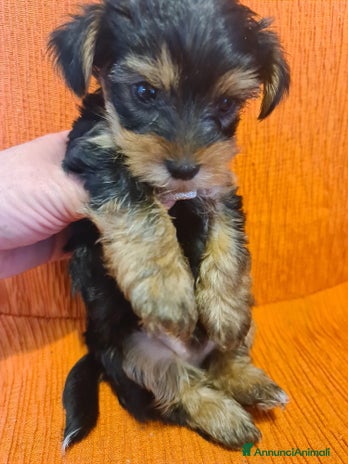 Yorkshire cani - Annuncio 2