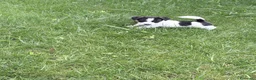 Jack Russell cani in vendita: Cuccioli Jack Russell Terrier  a Provincia di Vicenza - Annuncio 5