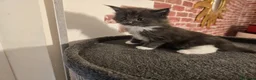 Maine Coon gatti in vendita: Cuccioli Maine Coon linea Russa a Ente di decentramento regionale di Udine - Annuncio 5