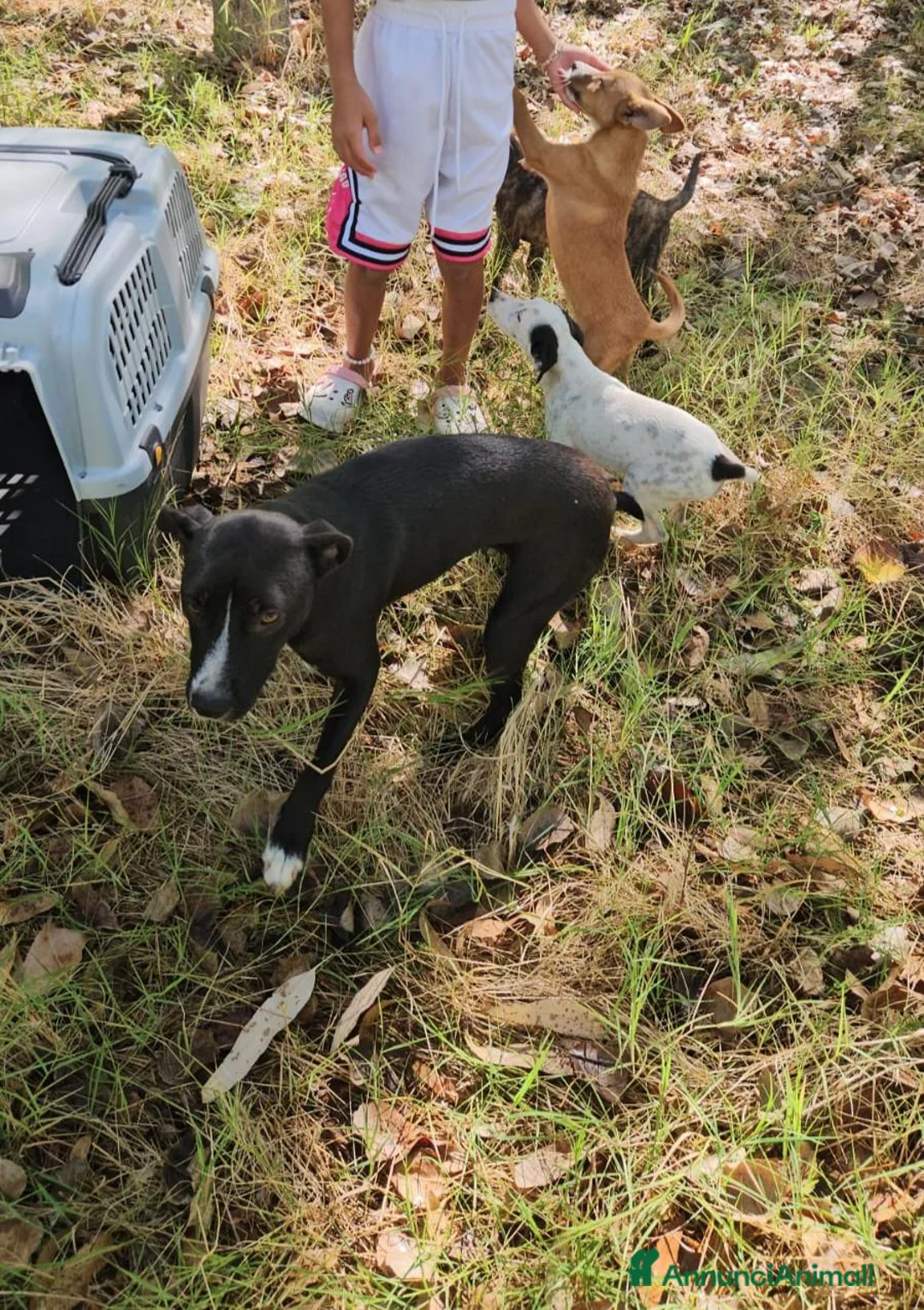 Meticcio cani in regalo: Tiramisù: 3 mesi taglia contenuta  - Annuncio 10