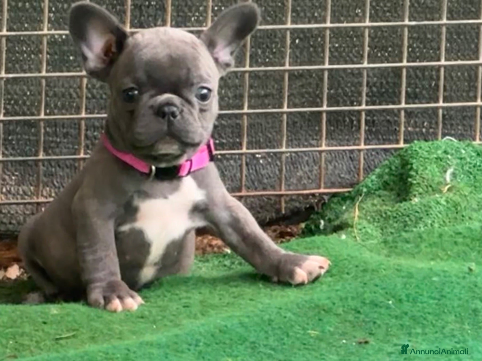 Bulldog Francese cani Bulldog francese  - Annuncio 2