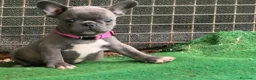 Bulldog Francese cani in vendita: Bulldog francese  - Annuncio 1