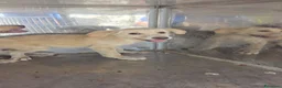 Meticcio cani in regalo: Cuccioli  - Annuncio 8