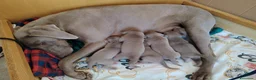 Weimaraner cani in vendita: Cuccioli Weimaraner - Annuncio 7