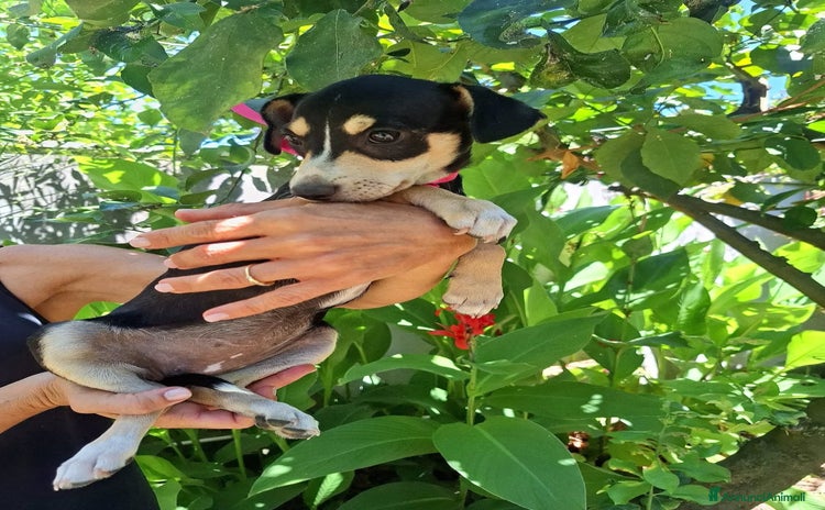 Meticcio cani a Provincia di Latina - Annuncio 7