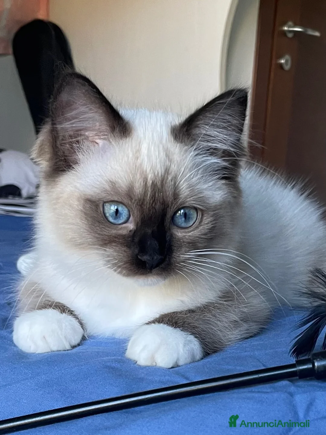 Ragdoll gatti in vendita: Cuccioli Ragdoll con pedigree  - Annuncio 2