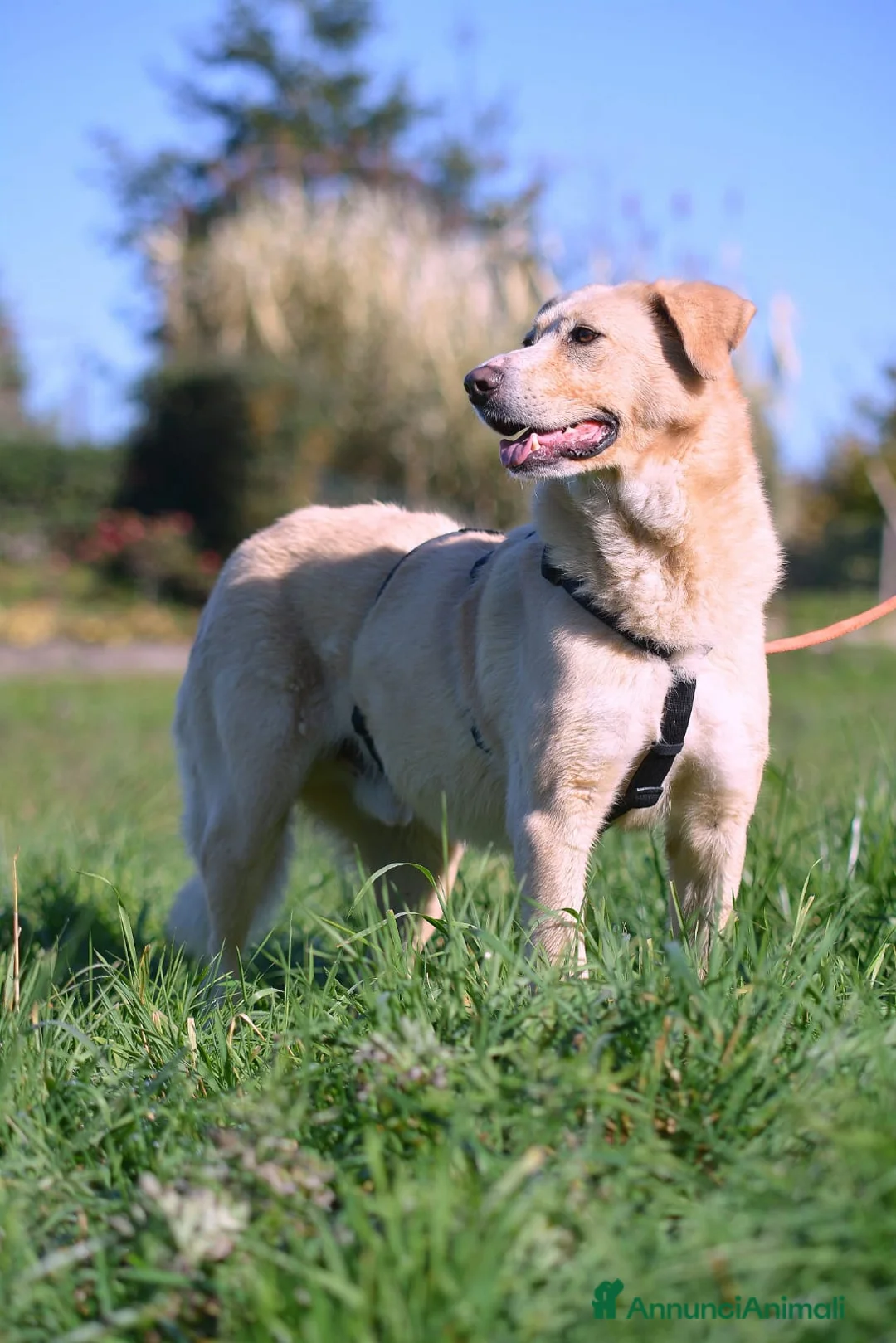 Meticcio cani in regalo: Pippo un cane buonissimo in cerca di casa  - Annuncio 3