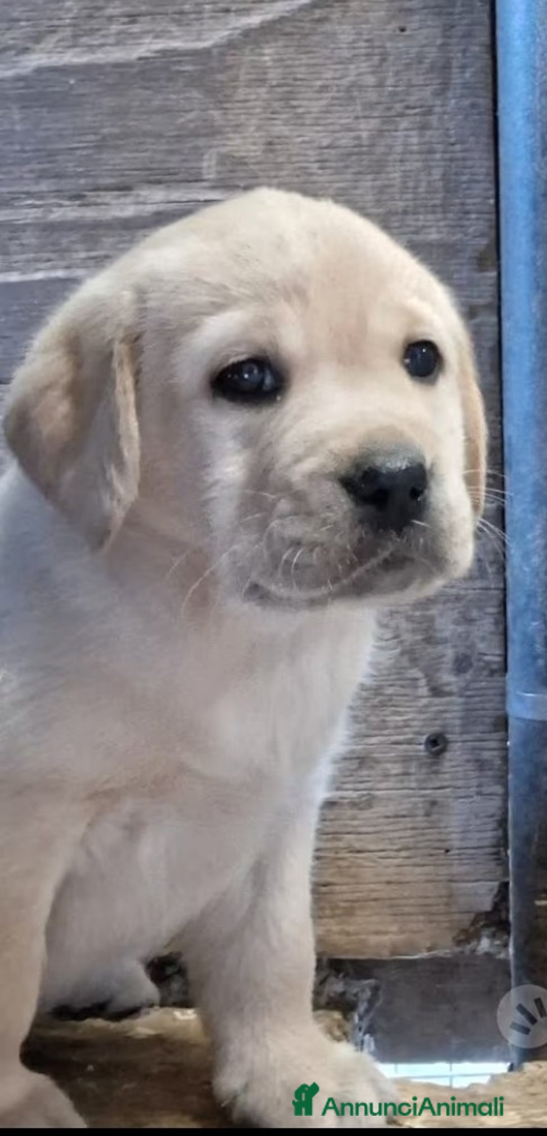 Labrador cani in vendita: Cuccioli di Labrador con pedigree - Annuncio 2