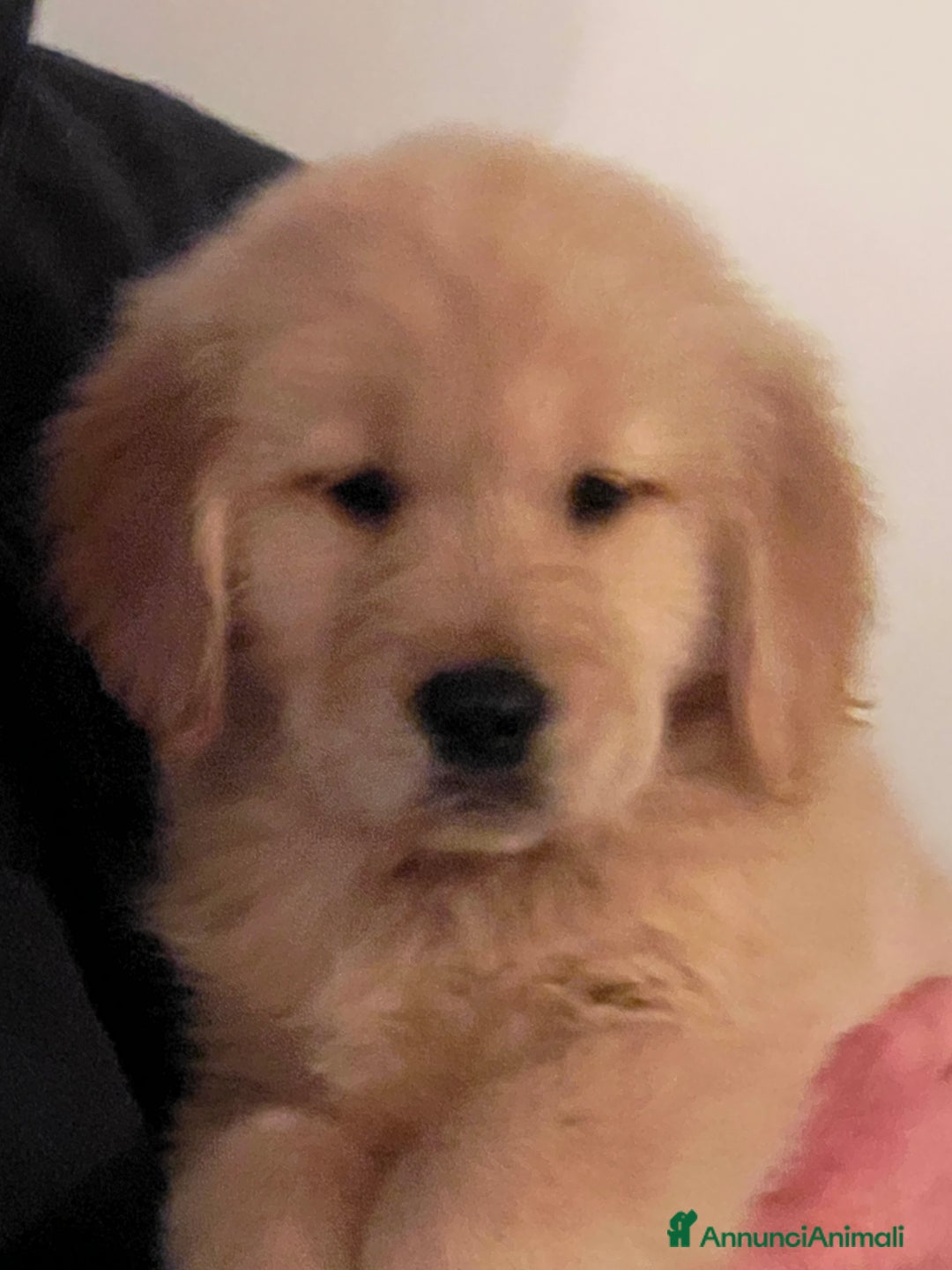 Golden Retriever cani in vendita: Cuccioli Golden Retriever  - Annuncio 3