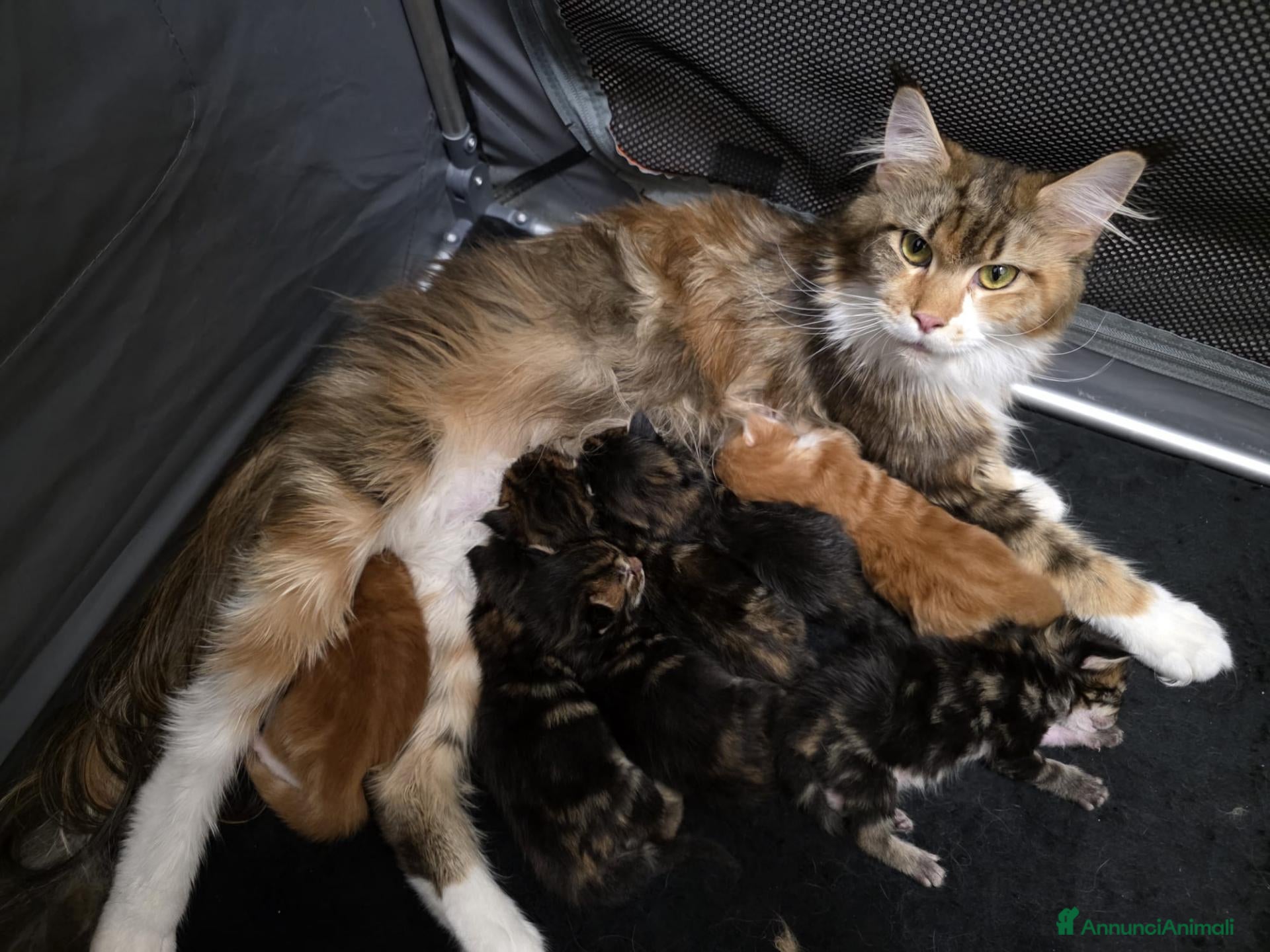 Maine Coon gatti Litter G Dolci Fusa - Annuncio 18