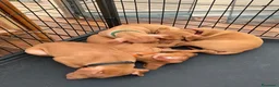 Cirneco dell'Etna cani in vendita: ULTIMI Splendidi Cuccioli di Cirneco dell'Etna - Annuncio 2