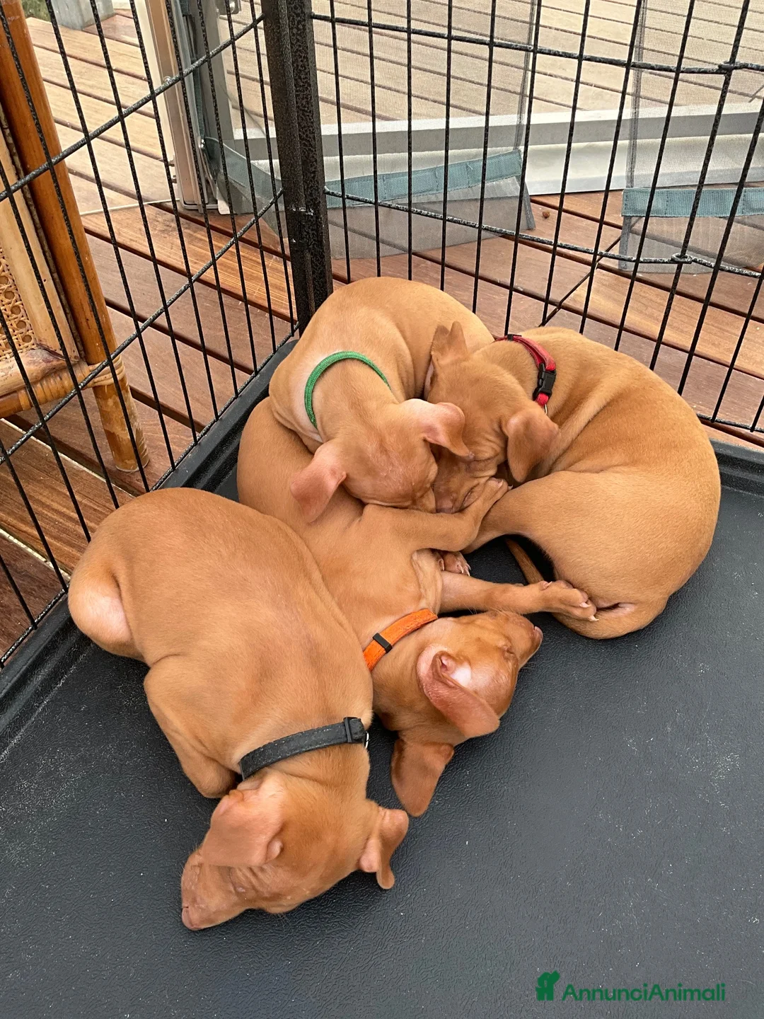 Cirneco dell'Etna cani in vendita: ULTIMI Splendidi Cuccioli di Cirneco dell'Etna - Annuncio 2