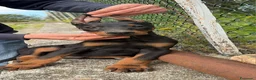 Dobermann cani in vendita: DOBERMANN cuccioli - Annuncio 3
