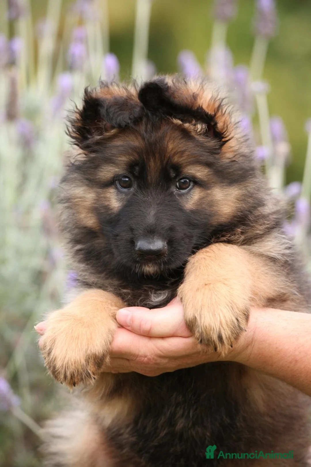 Pastore Tedesco cani in vendita: Pastore tedesco rara varietà grigio a pelo lungo - Annuncio 2