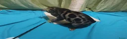 Bengala gatti in vendita: Stupendo maschietto Bengala  - Annuncio 4
