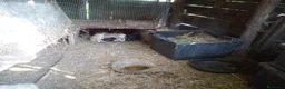 Meticcio cani in regalo: Regalo - Annuncio 5
