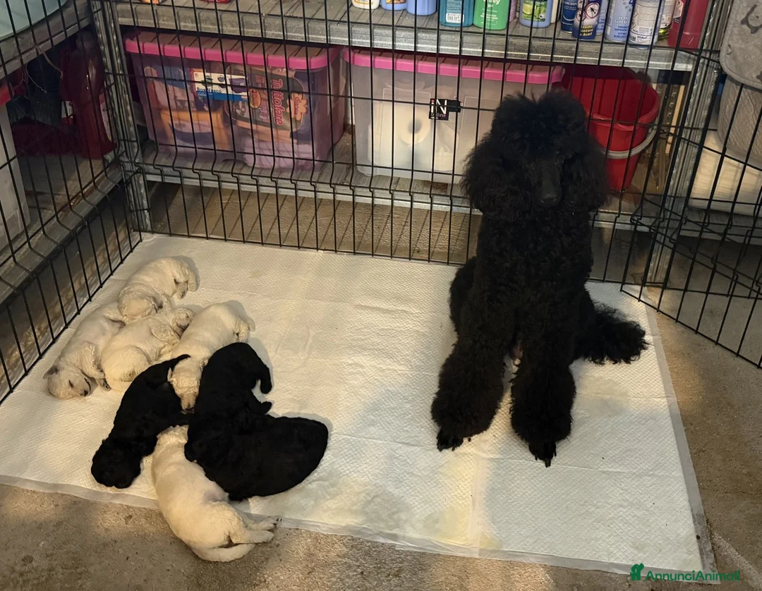 Barbone cani in vendita: CUCCIOLI BARBONE GIGANTE  a Provincia di Latina - Annuncio 1