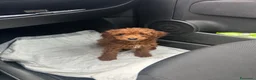 Barboncino Toy cani in vendita: Barboncina toy  a Città metropolitana di Milano - Annuncio 4