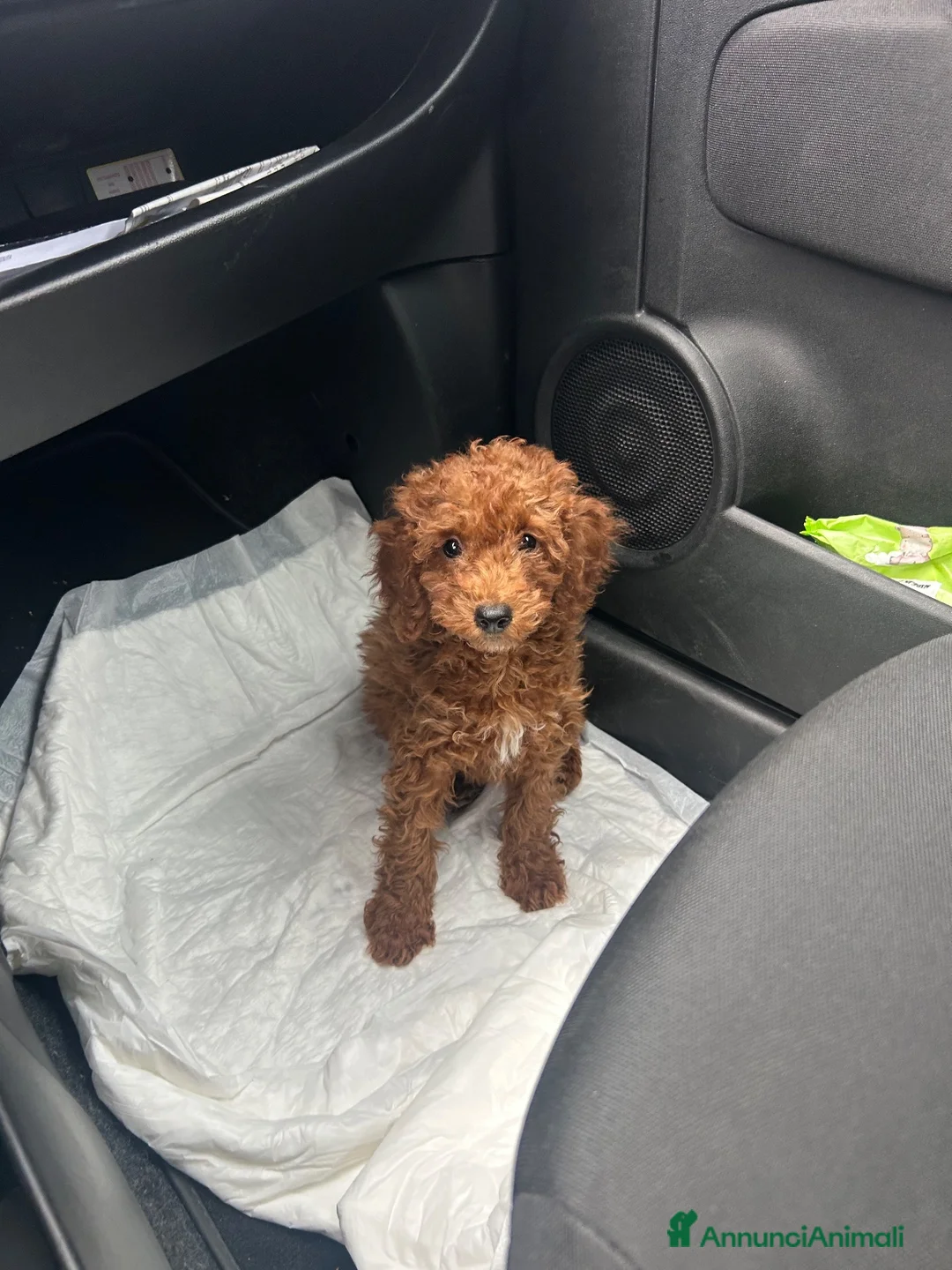 Barboncino Toy cani in vendita: Barboncina toy  a Città metropolitana di Milano - Annuncio 4