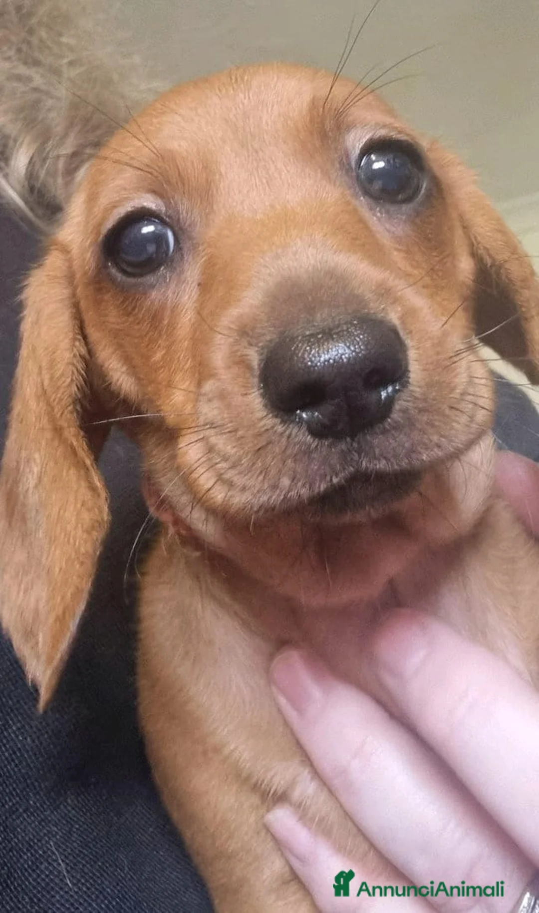 Bassotto cani in vendita: Cuccioli di Bassotto Nano a Città metropolitana di Roma Capitale - Annuncio 3