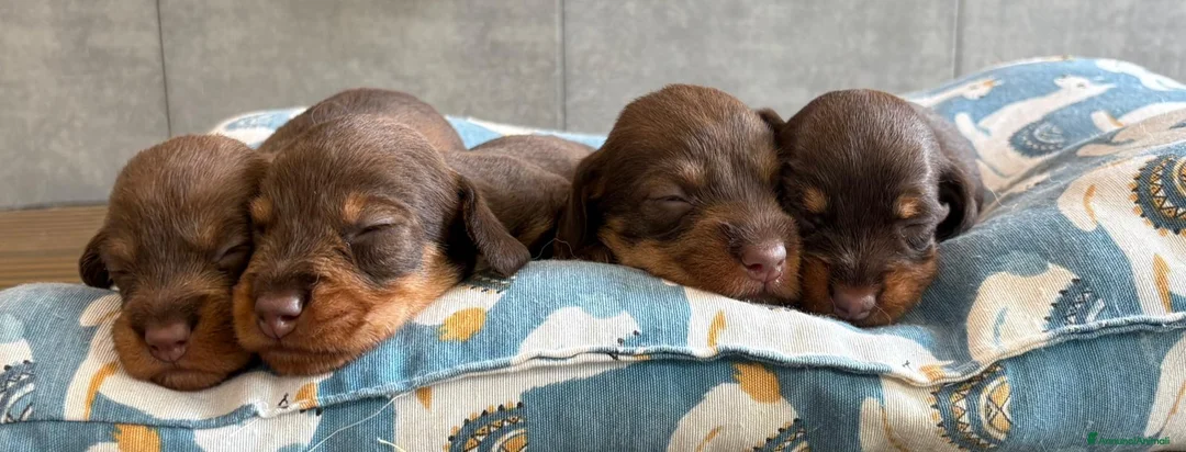 Bassotto cani in vendita: Bassotto a pelo duro - Annuncio 2