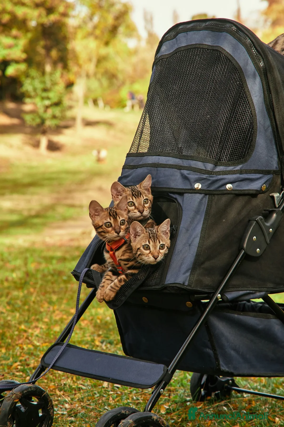 Bengala gatti in vendita: Cuccioli gattini bengale pronti - Annuncio 2