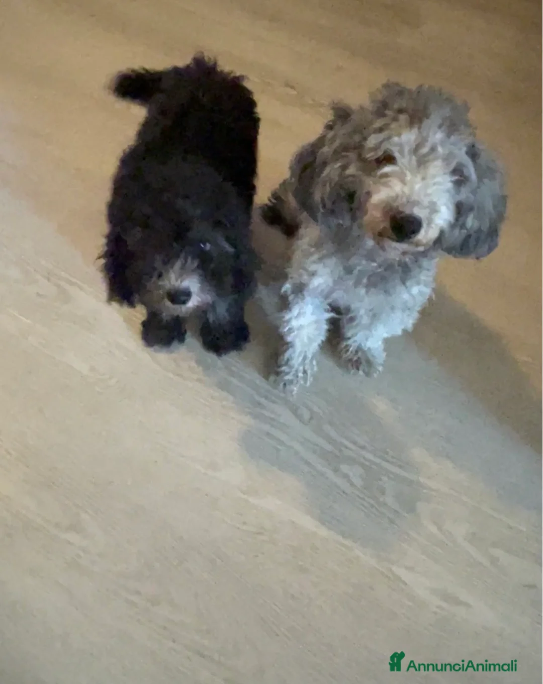 Meticcio cani in vendita: cucciola a Provincia di Pordenone - Annuncio 2