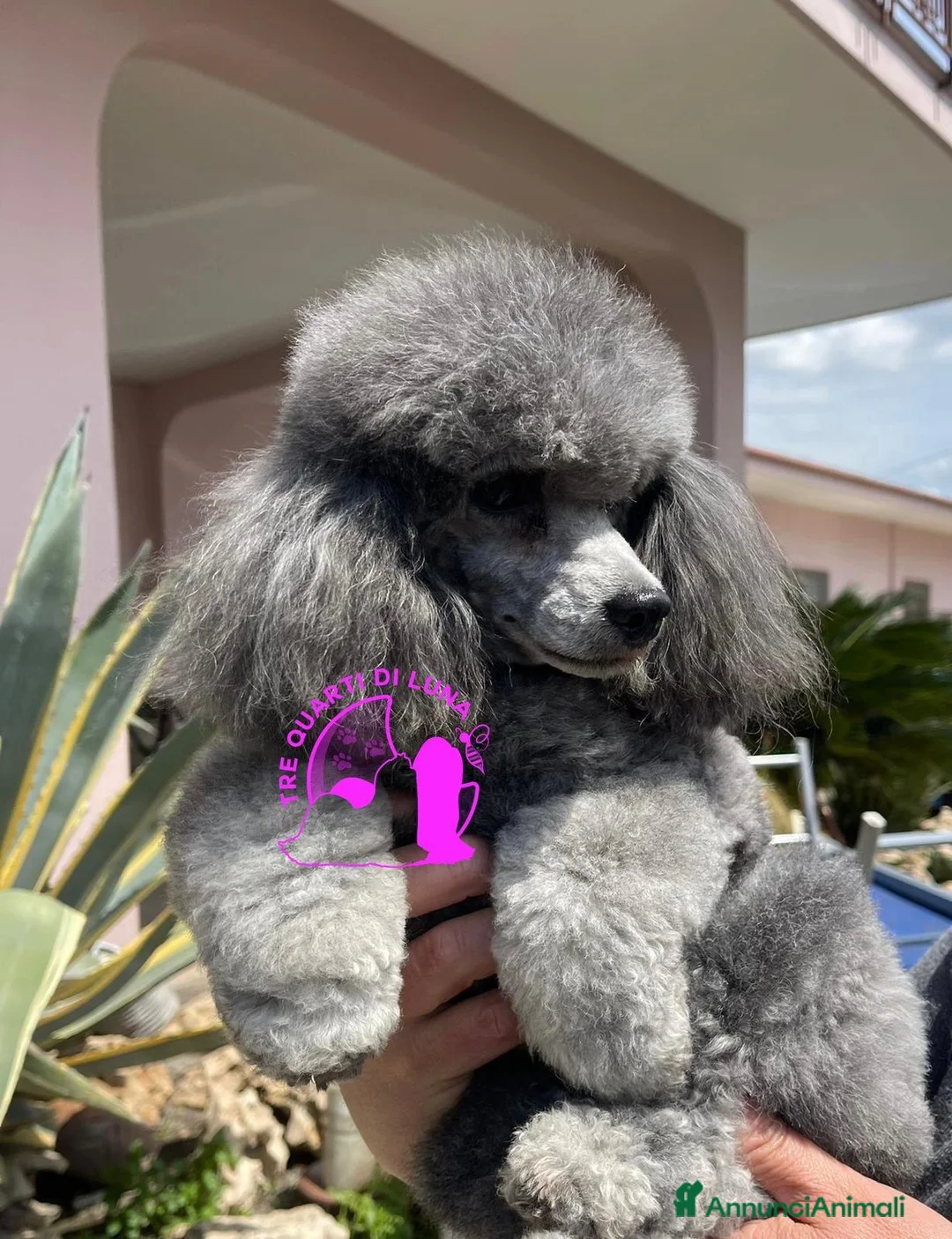 Barboncino Toy cani in vendita: Splendidi Barboncini Toy – Alta Qualità - Annuncio 5