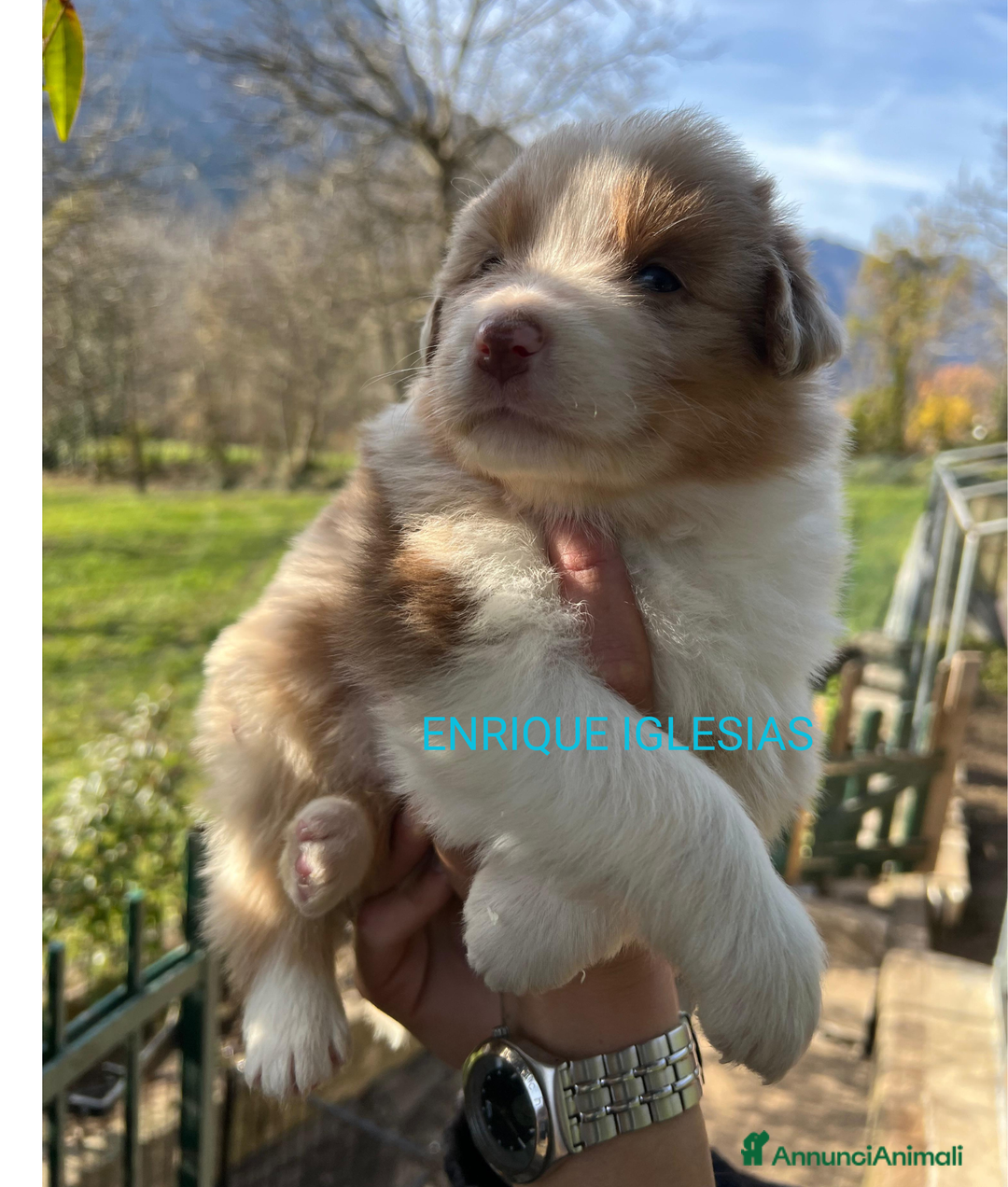 Australian Shepherd cani in vendita: MERAVIGLIOSI CUCCIOLI DI AUSTRALIAN SHEPHERD - Annuncio 8