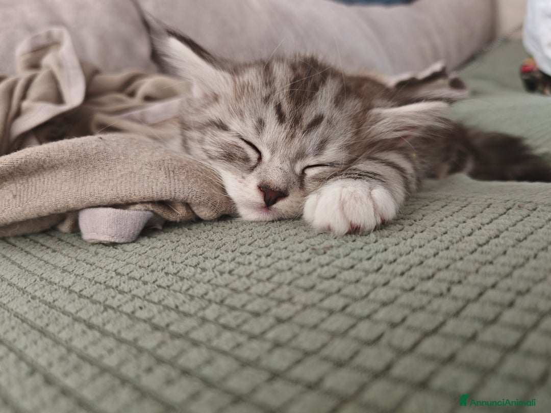 Siberiano gatti in vendita: Cuccioli di gatto siberiano ipoallergenici  - Annuncio 7