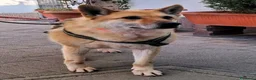 Meticcio cani in regalo: LUPA PASTORE TEDESCO - Annuncio 3