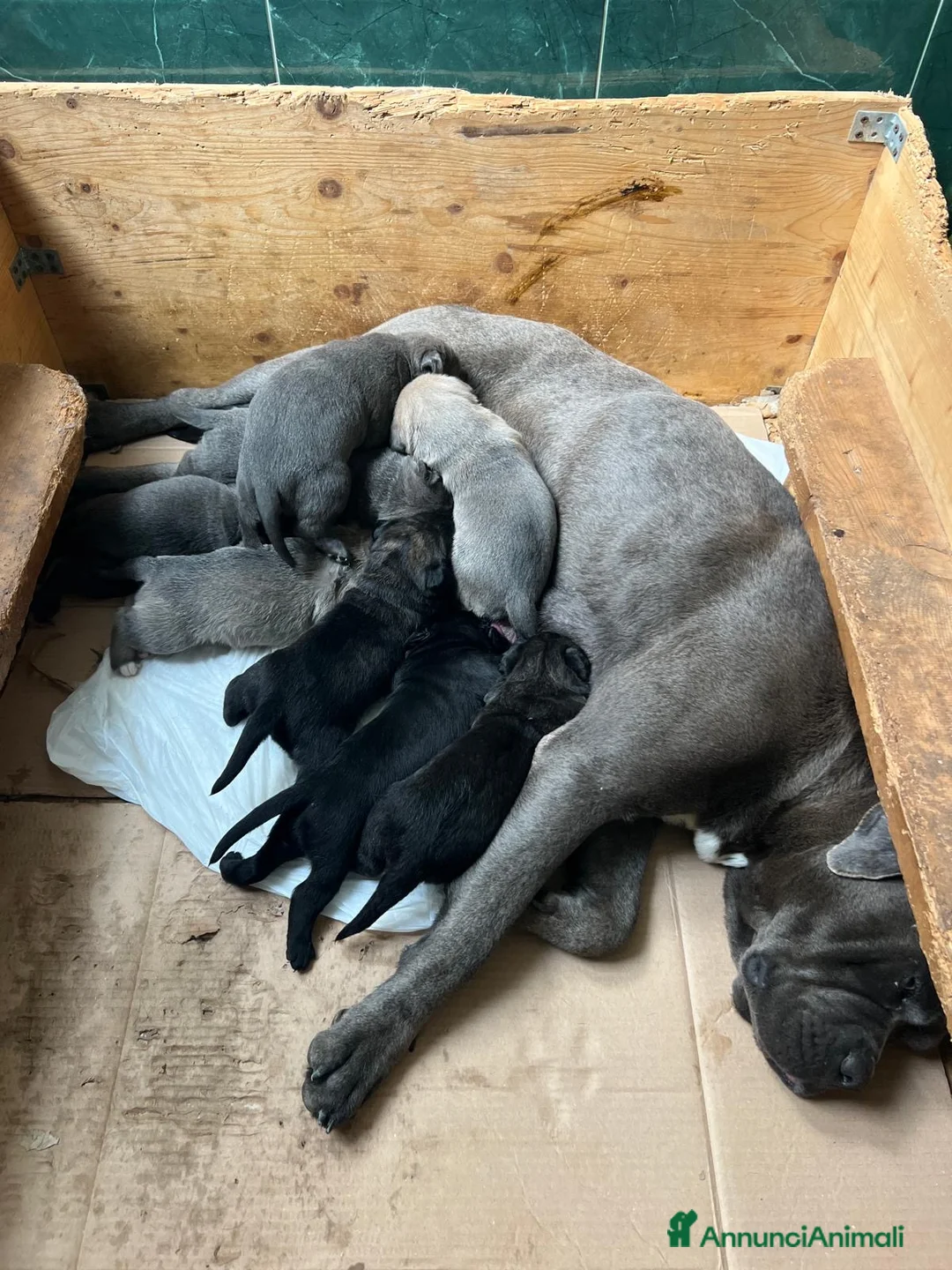 Cane Corso cani in vendita: cuccioli di Cane Corso - Annuncio 2