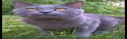 Certosino gatti per accoppiamento: STALLONE GATTO CERTOSINO X MONTA - Annuncio 1