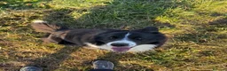 Border Collie cani per accoppiamento: Border collie maschio per accoppiamento  - Annuncio 9