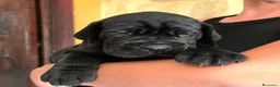 Alano cani in vendita: Cuccioli di Alano Blu e Neri con pedigree Enci - Annuncio 3