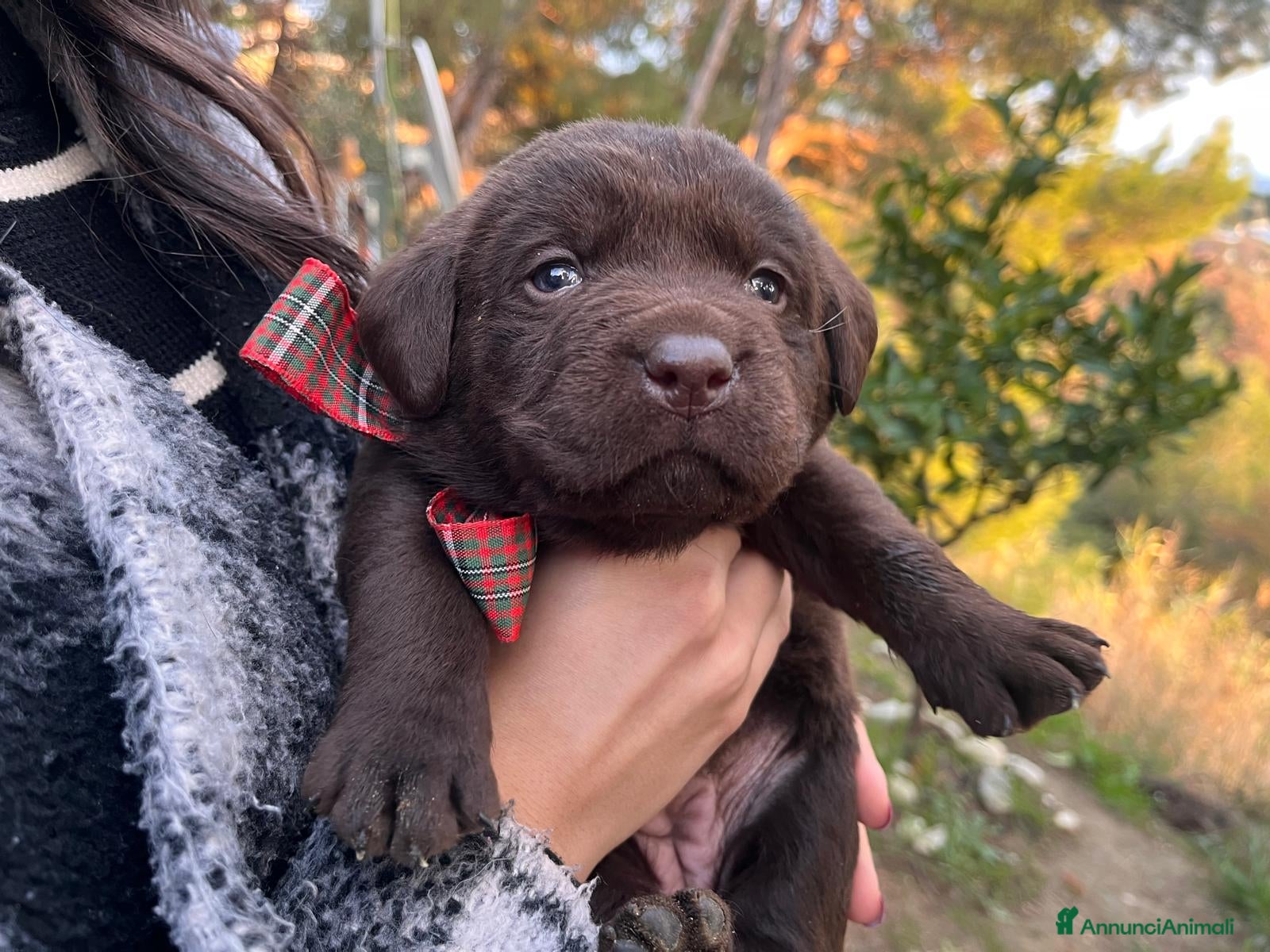 Labrador cani Vendita cuccioli labrador - Annuncio 5
