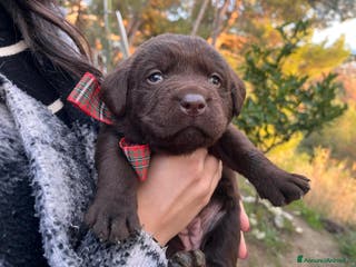 Labrador cani Vendita cuccioli labrador - Annuncio 5