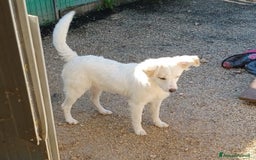 Meticcio cani in regalo: LA PICCOLA E SIMPATICA CROSTATINA a Città Metropolitana di Firenze - Immagine 4