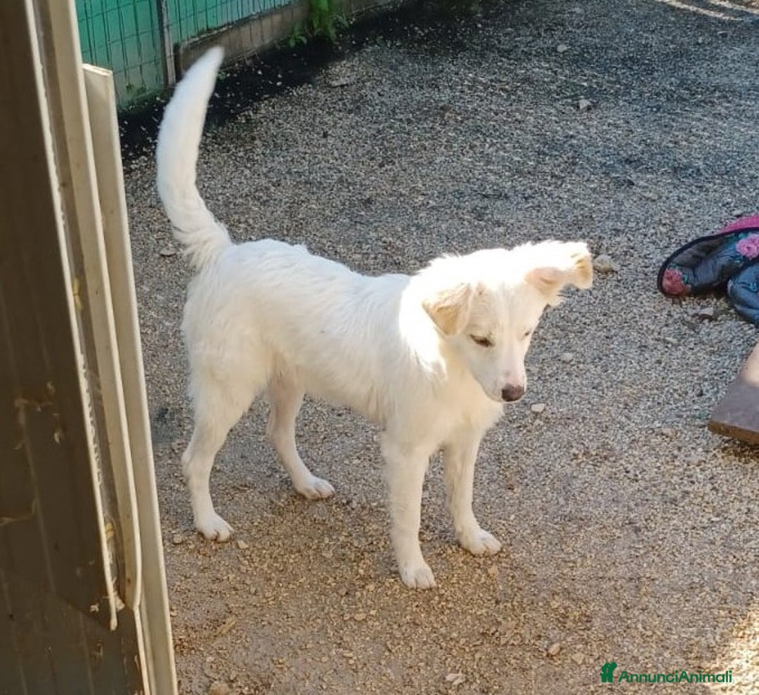 Meticcio cani in regalo: LA PICCOLA E SIMPATICA CROSTATINA a Città Metropolitana di Firenze - Immagine 4