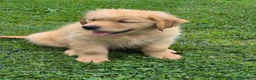Golden Retriever cani in vendita: Golden retriever 90%linea americana pedigree ENCI  - Annuncio 6