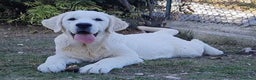 Golden Retriever cani in vendita: Cucciolo di Golden Retriever  - Annuncio 1