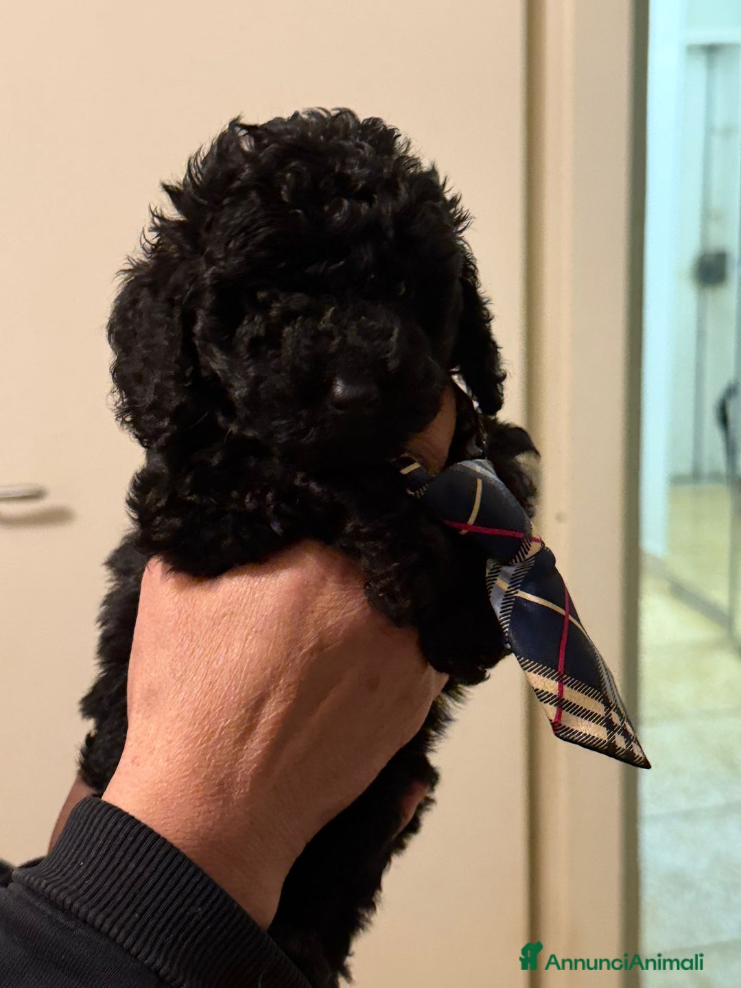 Barboncino cani in vendita: barboncini  - Annuncio 2