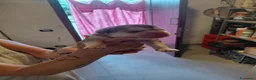 Alaskan Malamute cani in vendita: cucciolata di Alaskan Malamute - Annuncio 15