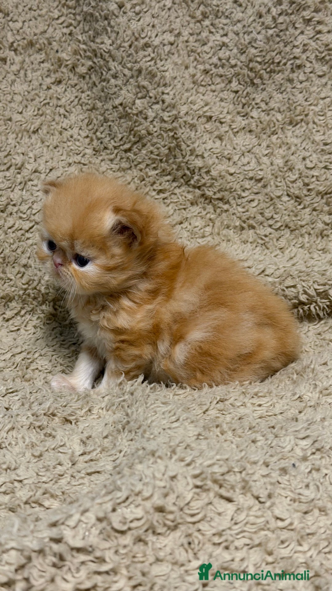 Persiano gatti in vendita: Gattini persiani nati il 17/10 - Annuncio 3