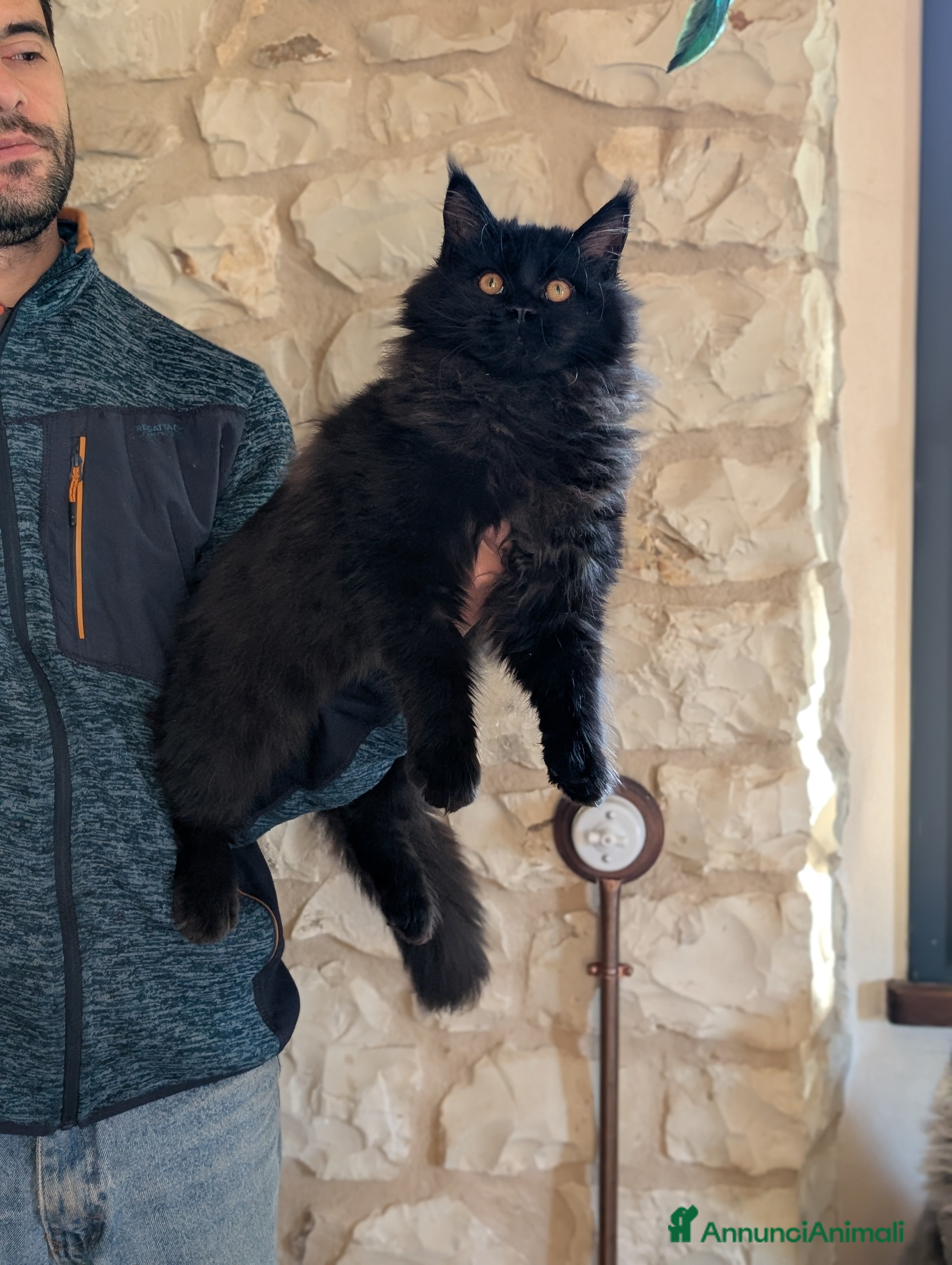 Maine Coon gatti Maine Coon XXL nera, cucciolona - Annuncio 2
