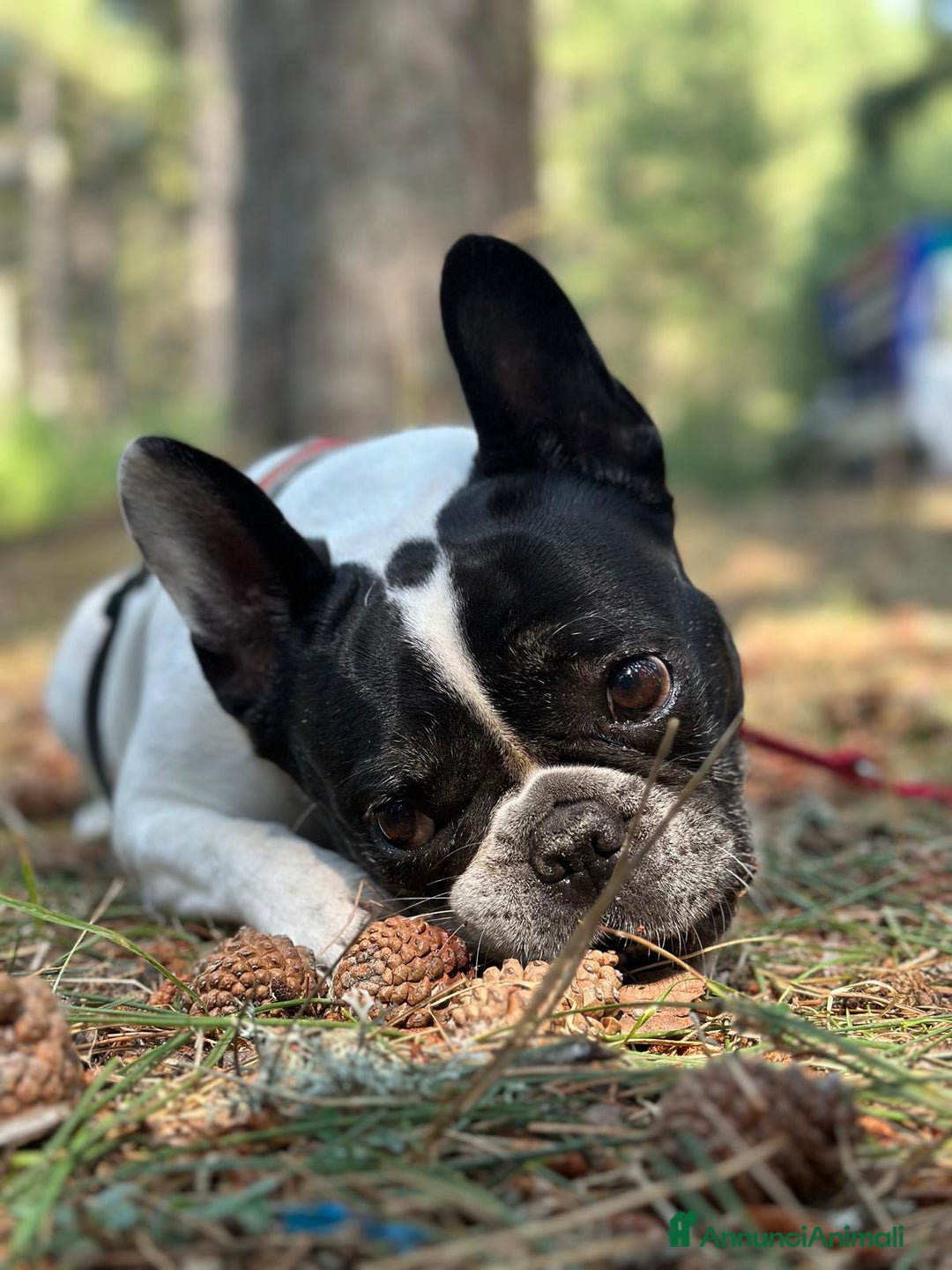 Bulldog Francese cani in regalo: CERCO UNA NUOVA FAMIGLIA PER LA MIA CAGNOLINA - Annuncio 1